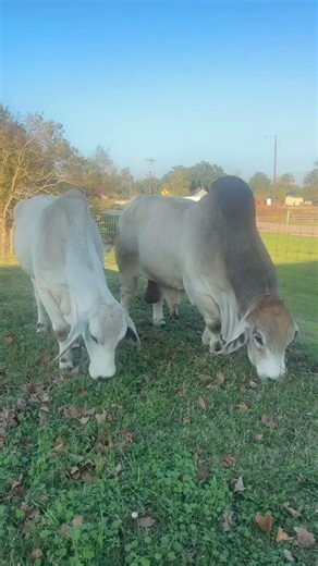 Brahman Peacefully Grazing at V8 #cow #champion #cattle #V8 #breeding #cowboys #brahman #ranch #cows