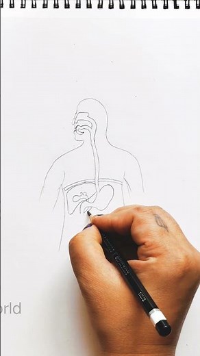 HOW TO DRAW HUMAN ALIMENTARY CANAL DIAGRAM BIOLOGY CLASS 10|#easy#diagram#class10#biology#trending