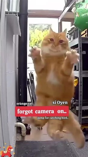 Animals Being Extra Dramatic For No Reason 🤪🐱