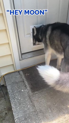 129K views · 9.9K reactions | im just trying to play with my cousin #doglover #siberianhusky #huskysiberiano #huskymix #huskylovers #huskyworld #doglovers #dogstagram #huskyofinstagram #huskydog #huskiesofinstagram #huskylove #huskylife #huskynation #huskygram #dogoftheday #dogsofinstagram #instadog #huskypuppy #doglife #huskylover #dogs #pet #dog | The Husky Moon | Facebook