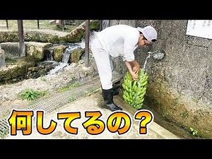 [How to grow bananas] A guideline for harvesting from banana harvesting to washing. Professionals.