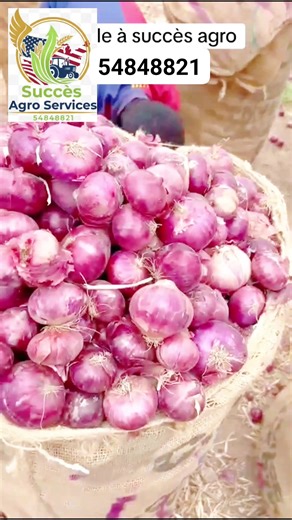 Produits alimentaires catwell ainsi que la pomme de terre et oignons disponible a Succès agro services Pomme de terre bien jaune 10 kg a 6000f Pomme de terre bien jaune 25kg a 15000f Oignons bien sec le sac de 10 kg a 5000f Oignons bien sec le sac de 25 kg a 13.000f Le kg de l'ail a 1500f Les épices a partir de 1000f la boîte Couscous catwell 1kg.................1.500f Riz USA 50kg............30000f Couscous Bramata 1 kg .............1250f Blé 1kg...........................................1.500f