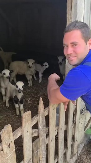 Cute baby sheep | sheep