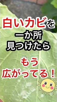 ✦白いカビ…1カ所見つけたらもう広がってる⁉︎✦葉に白カビ？実は“うどん粉病”かも…⚠️救世主スプレーで早めの対策を！