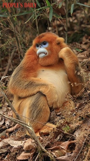 A Sichuan golden snub-nosed monkey shows irresistible charm with its fluffy fur as it wanders around in Taibai County, northwest China’s Shaanxi Province. The species is under first-class national protection. | VideoChina