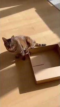 EGREGIOUS CAT FAILS THAT WILL MAKE YOU LAUGH...