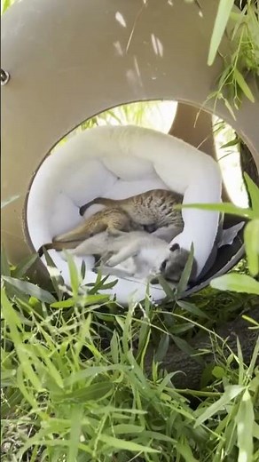 Meerkats seek comfy spot in cuddle puddle at Oakland Zoo
