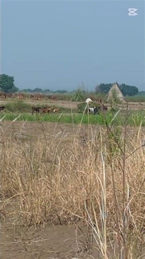 Goats, Dog & Donkey Cart | Beautiful Village Life Moment