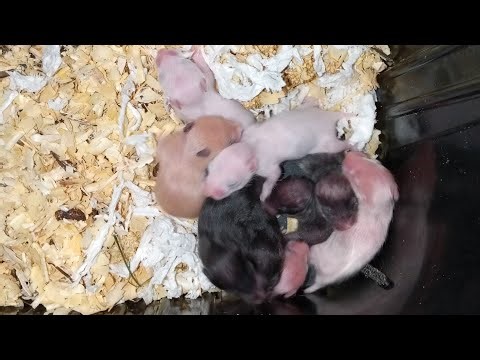 Day 9 Baby Syrian Hamsters 🐹 Live Cam | Cute Hamster Babies Growing Fast 💕