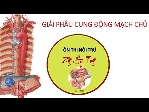 Giải Phẫu Cung Động Mạch Chủ - BSNT Nguyễn Huy Thông