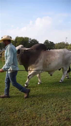 💡 Showbarn Spotlight 💡 JDH Jaheim Manso 780/8 — a bull bred for success both in and out of the show ring. Sired by JDH Jacinto Manso 840/7 and out of a granddaughter of JDH Sir Isaac Manso 774/7, Jaheim carries the look and lineage of a champion. Keep an eye out for this promising bull! | J.D. Hudgins Inc.
