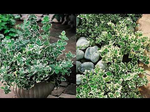 How to grow euonymus | Euonymus Fortunei | Euonymus plant