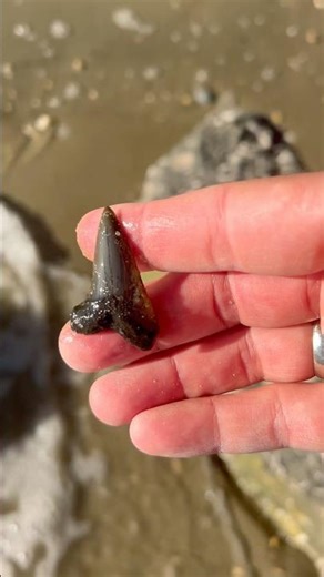 Sweet mako shark tooth found on the beach at Calvert Cliffs!