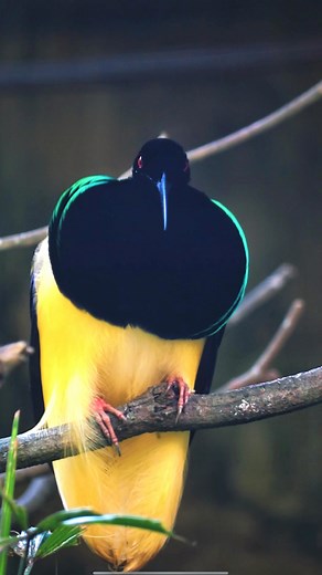 Bali Bird Park | The Twelve Wired Bird of Paradise is natures living artwork its striking black, yellow, and iridescent plumage makes every movement a... | Instagram