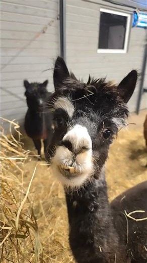 AWW! This Adorable Shy Alpaca 😱 Stella’s Cuteness Is Impossible to Ignore 🦙💕