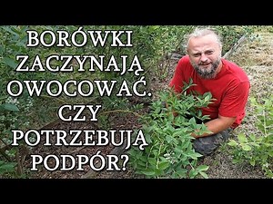 Borówki zaczynają owocowanie. Czy trzeba je wiązać lub podpierać pędy?