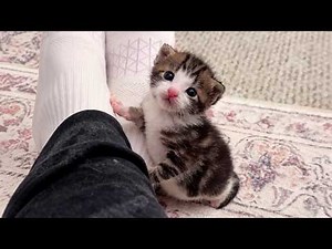 These Adorable Kittens Were Born to Be Little Comedians 🤣 Cute KITTEN videos