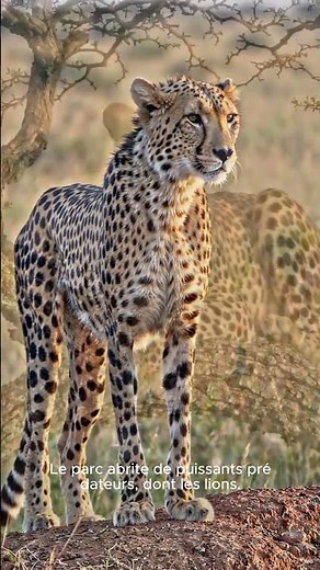serengeti national park