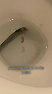 24K views · 16 reactions | Rat tailed maggot  #facts #reelsviralシfb | FactX | Facebook