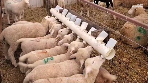 Footage of synchronized circling sheep triggers scientific alarm