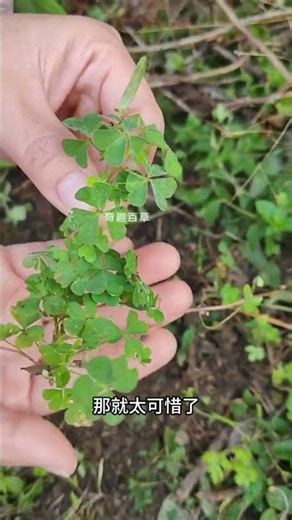 Unveiling the Hidden Power of Oxalis: A Weed Like No Other