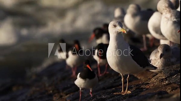 A lesser black-backed gull (Larus fuscus) standing on a breakwater with other gulls and oystercatchers in the backround