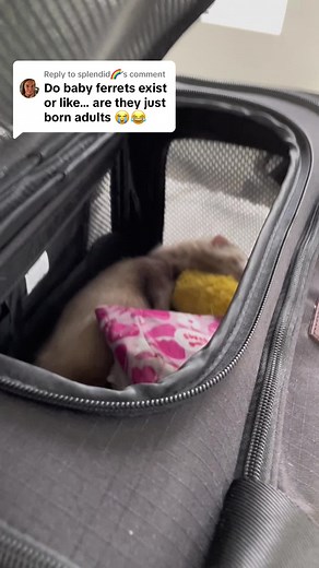 Adorable and Feisty Ferret Compilation | Cute Baby Animals