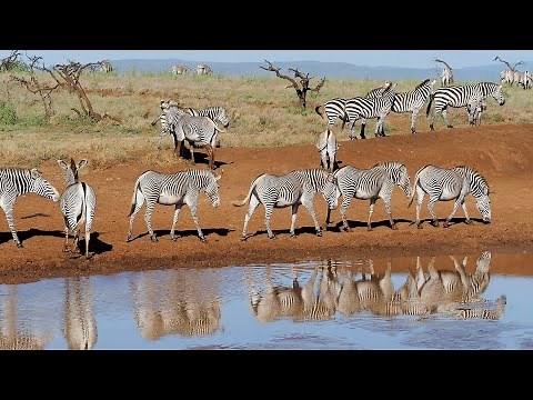 Amazing Safari in Lewa Wildlife Conservancy | Kenya 2020 | 4K-Video