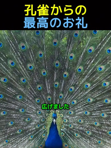 クジャクが羽を広げる瞬間 — 感動の「ありがとう」行動