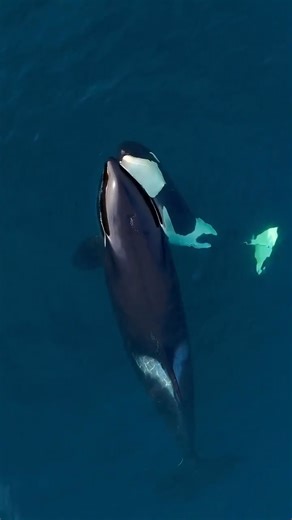 Bonding between a young orca & pod mate as they share a meal 💙 Orcas have a highly sophisticated communal intelligence, learning from each other, sharing meals & working with each other. Culture is a defining characteristic of their nature & success. 🎥: @dolphindronedom aboard Oceanic Expeditions in Monterey Bay | Ocean Conservation Research - OCR