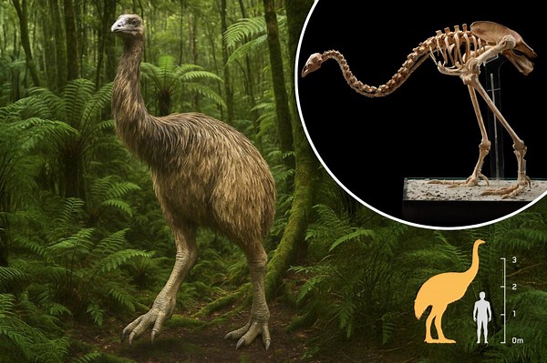 12-foot bird has been gone for 600 years — now scientists want to ‘de-extinct’ it