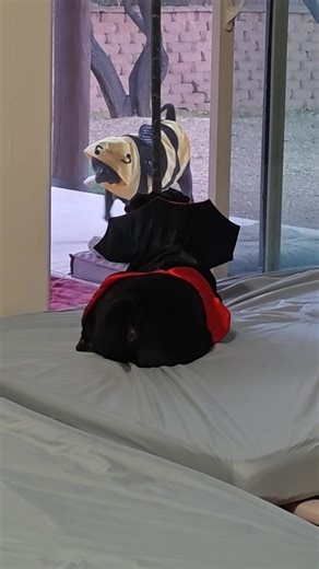 I think Daf missed the memo that we're supposed to dress up as something scary on Halloween. Love, Terrifying Count Nuggy | Ruby Twosday and Cheyenne