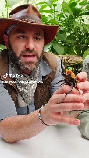 Megasoma elephas aka the ELEPHANT BEETLE! #learnontiktok #wildlife #coyotepeterson #learnfromme #bravewilderness #closeup #themoreyouknow #education #verycool