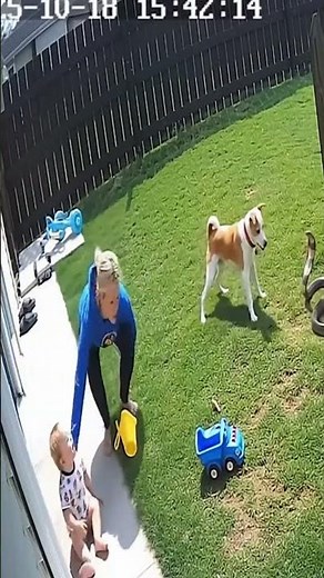 Hero Dog Saving Baby from Cobra Attack | Real Footage