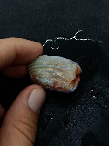 Opalized Bivalve Mollusc Shell Cretaceous Fossil – 52.3ct Lightning Ridge Opal | Natural Australian Fossil - Etsy Canada