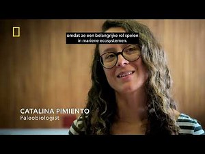 Secrets of the Killer Mega Shark | Lost Beasts Unearthed | Volledige aflevering | Nat Geo