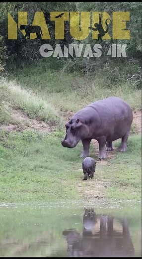Tiny Newborn Hippo's First Wobbly Steps Following Mom on Land – Too Cute! #animalkingdom