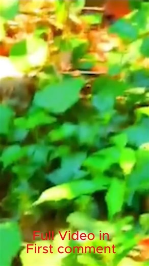 210K views · 1.9K reactions | Unforgettable Scene! Mother’s Courage Shines as She Races to Rescue Her Falling Baby | Cute Babies Monkey | Facebook