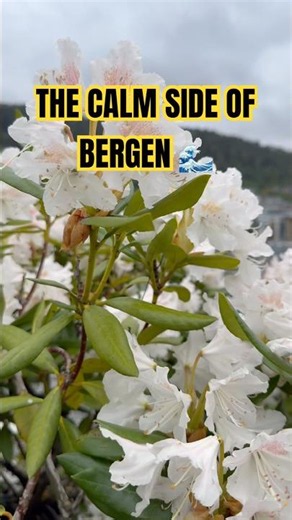 The peaceful side of Bergen, Norway 🇳🇴 #norway #bergen