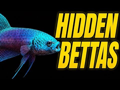 10 Bettas You’ve Never Seen Before