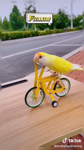 Brother Bird Training on TikTok