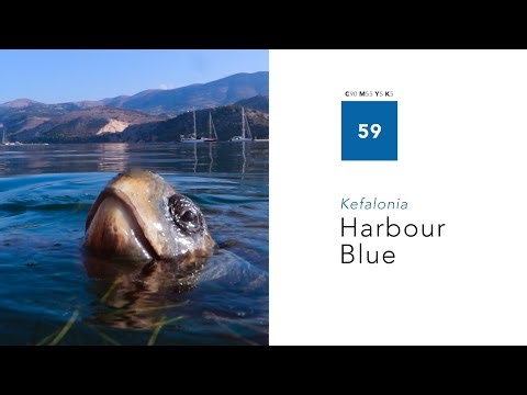 #59 Harbour Blue • Sea turtles in Argostoli, Kefalonia