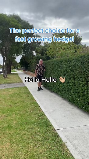 A fast hedge for the impatient gardener 😅 search “box leaf privet” at thetutuguru.com.au #hedge #gardendesign #boxleaf | Hello Hello Plants & Garden Supplies