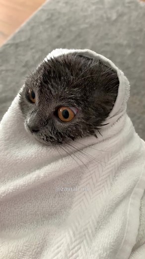 Sister Minnie has towel hijab Masha’Allah ✨ #muslimtiktok #muslimtok #arabtiktok #scottishfold #muslimcat #arabfunny #muslimfunny #funnycatsoftiktok