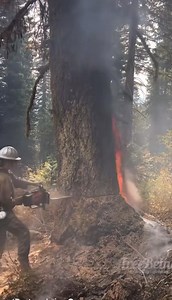158K views · 1.5K reactions | Dropping a flaming tree. Video from...