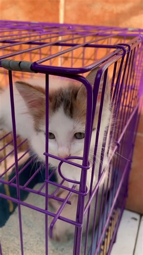 These 3 playful kittens turn their cage into a playground! Don’t miss their cutest moments! #kitten