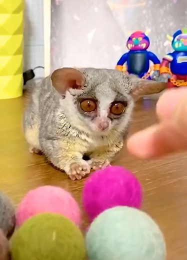 This adorable galago loves playing & scratches | Crafty School