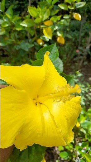 yellow hibiscus flower #beautifulflowergarden #beautifulflowersintheworld #beautifulflowers #flowers