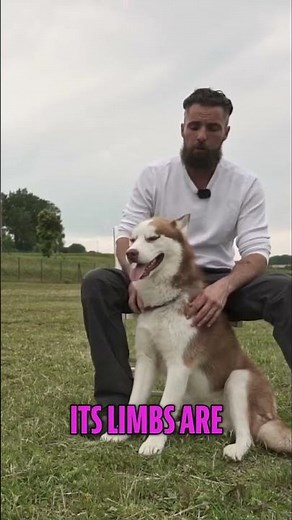 Amazing Husky: Unique Traits & Temperament Explained