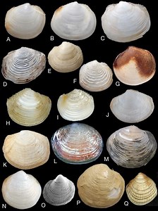 Lucinidae - Alchetron, The Free Social Encyclopedia